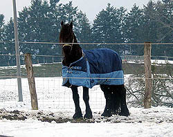 Leo út de Polder V026