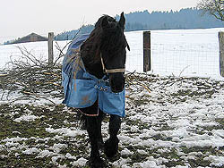 Leo út de Polder V026