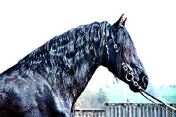 Leo út de Polder V026