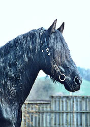 Leo út de Polder V026