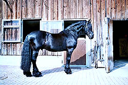 Leo út de Polder V026