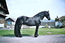 Leo út de Polder V026