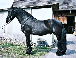 Leo út de Polder V026